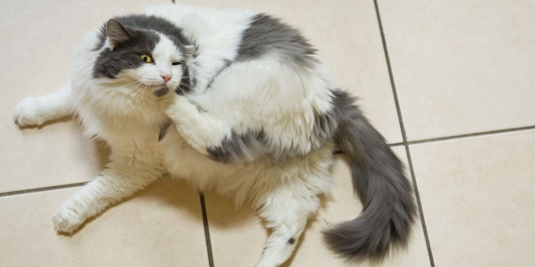 Кошки всё чаще заражаются чесоточными клещами — как защитить питомца