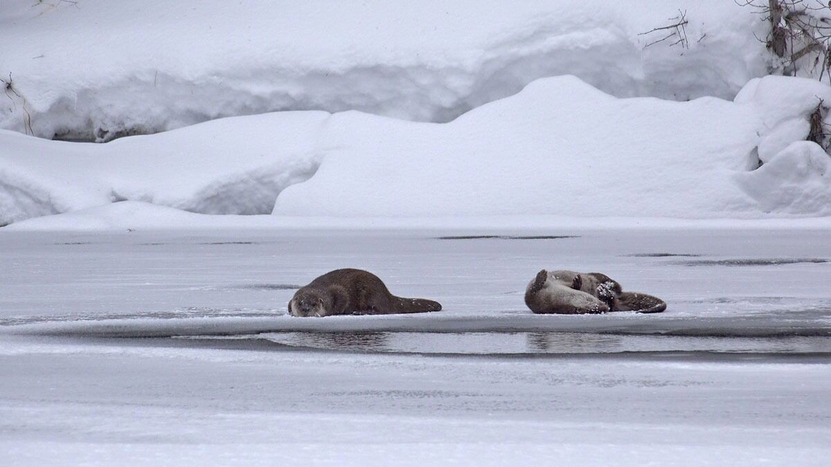     Источник: basegi.ru