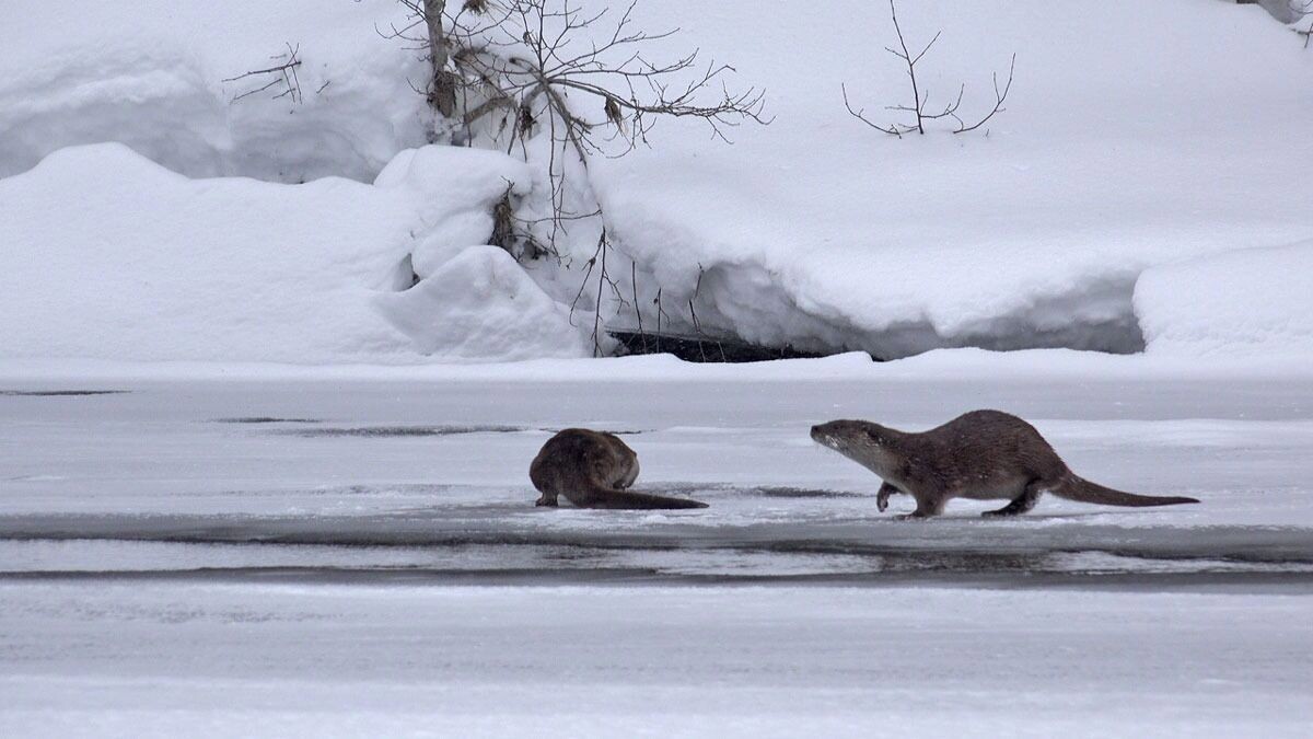     Источник: basegi.ru