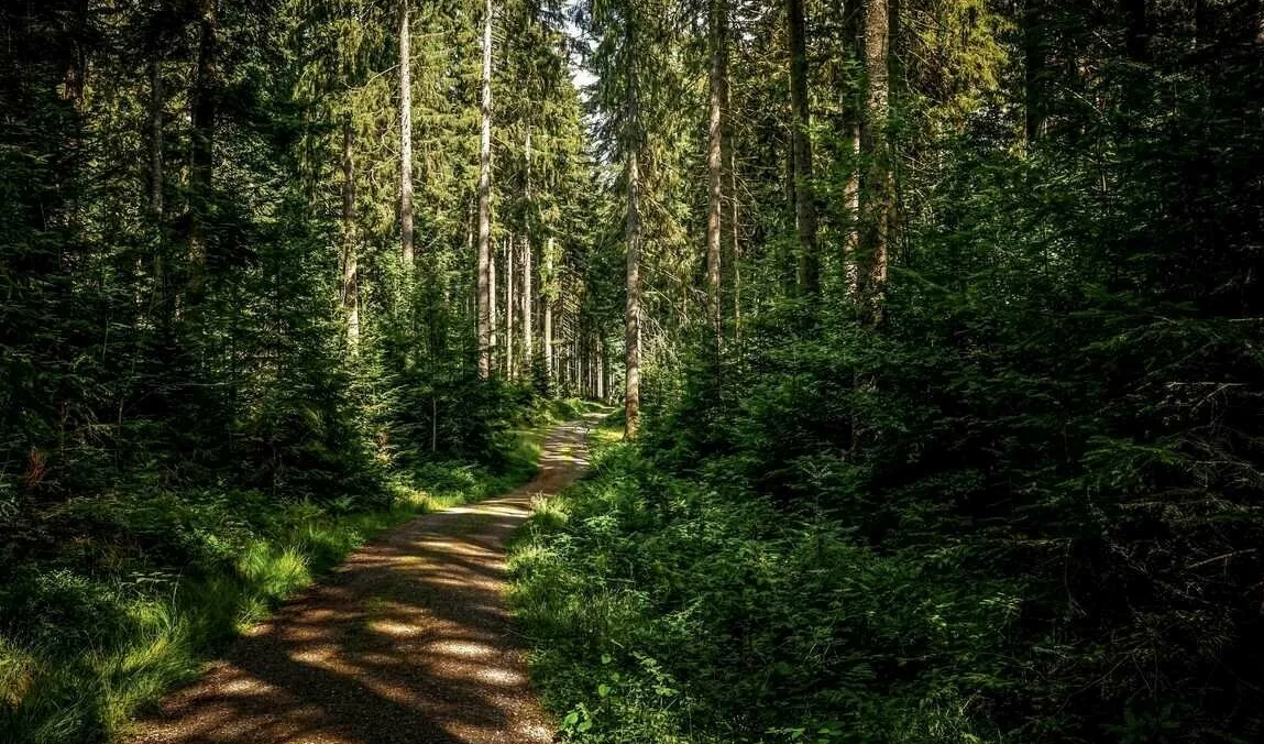 Яндекс картинки