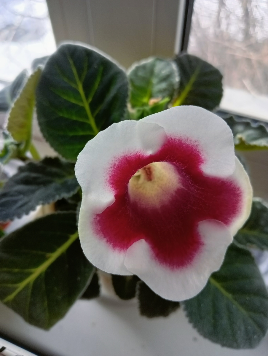 Глоксиния .