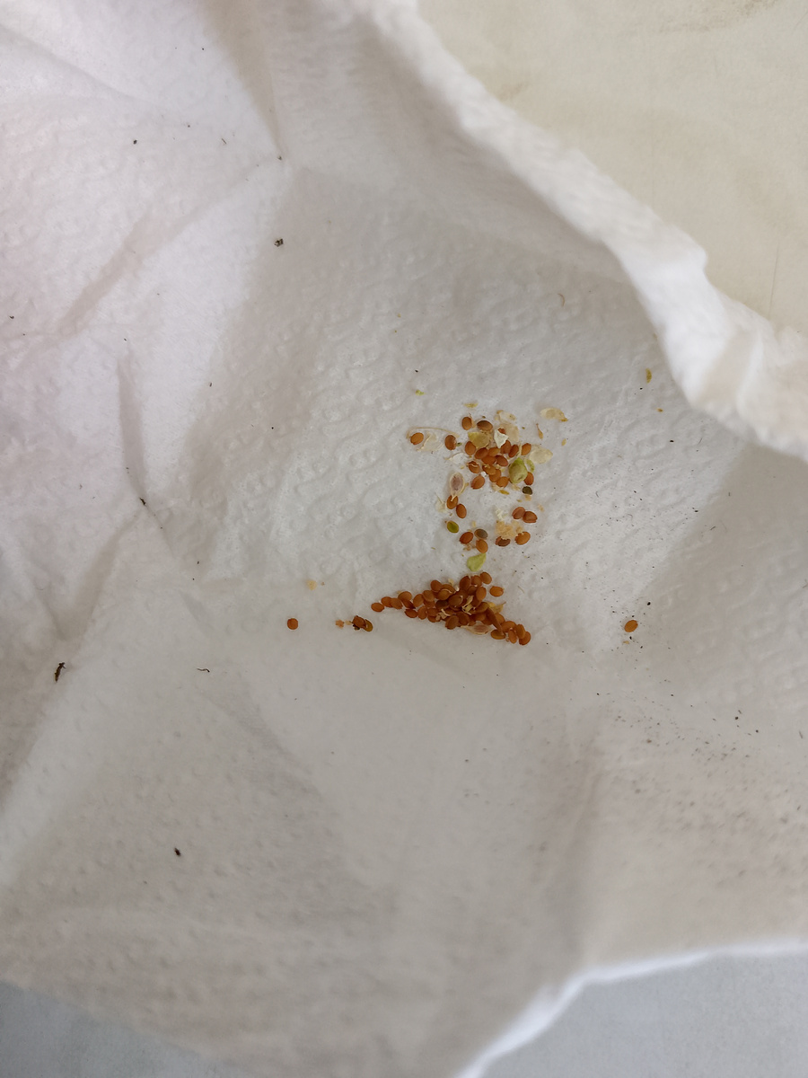 Зрительно мало, но если всё это взойдёт - многовато