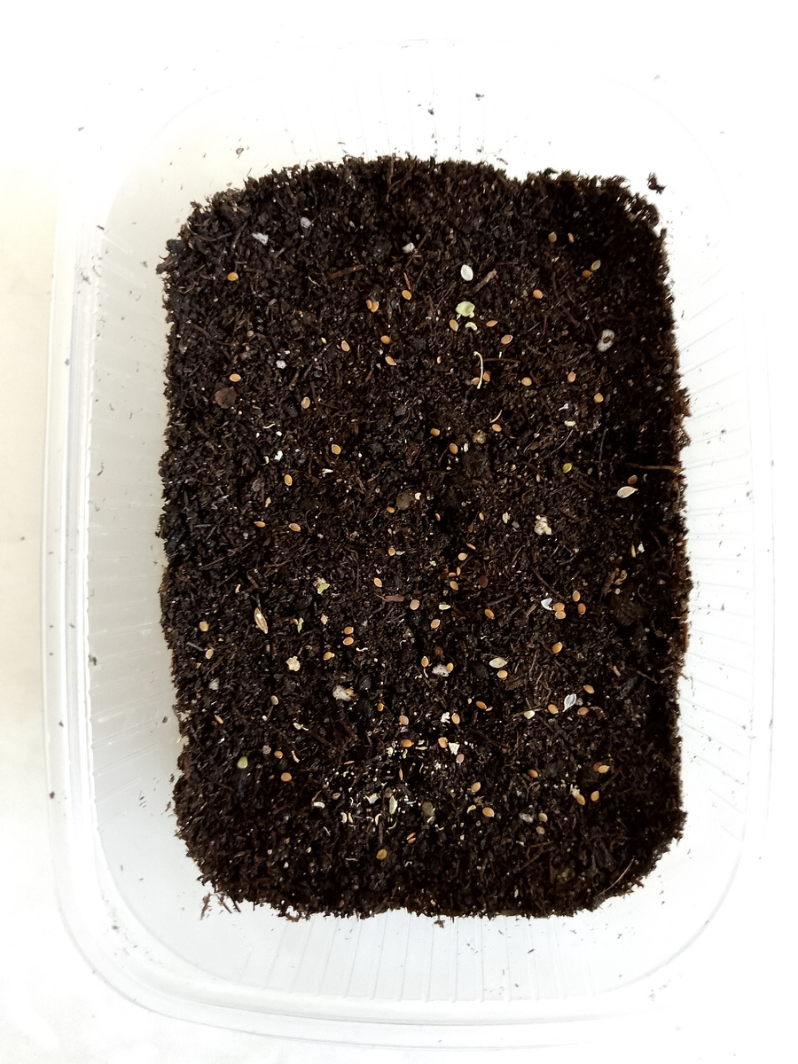 Разбросала семена, куда упадут