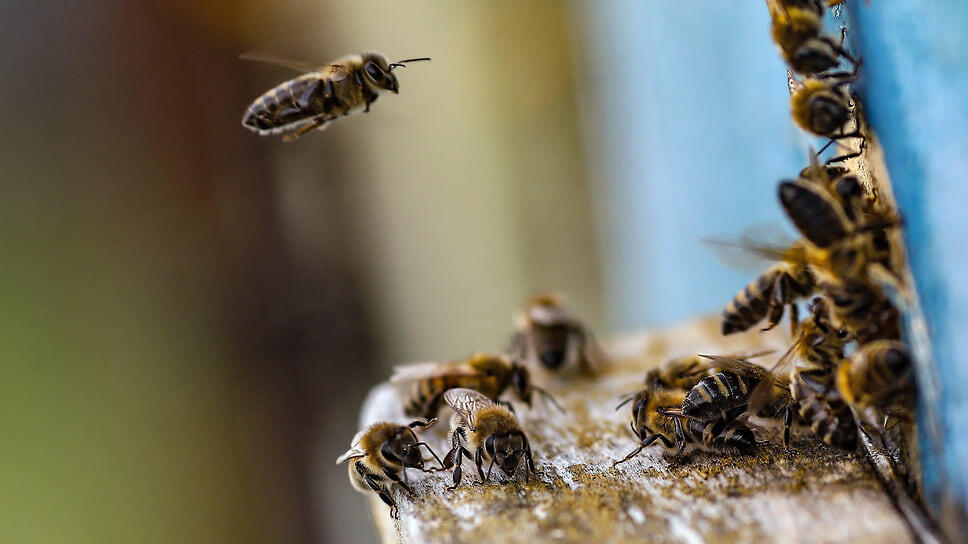 Фото: Артем Краснов / Коммерсантъ