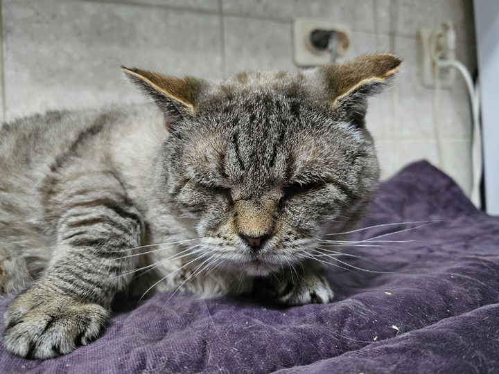 Мордатый дед сейчас