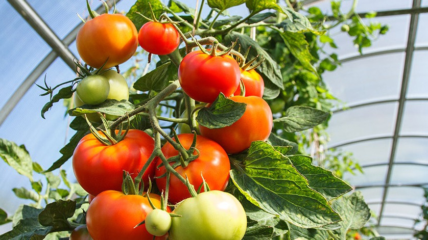 Результат применения финского метода внесения золы через 60 дней после высадки рассады