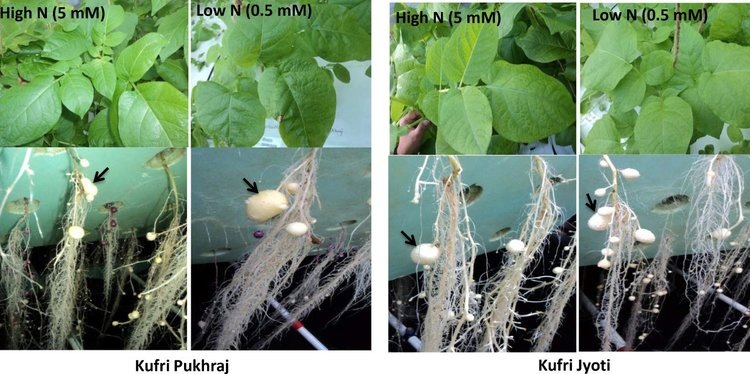   В Индии определили азотсберегающий сорт картофеля для дальнейшей селекции