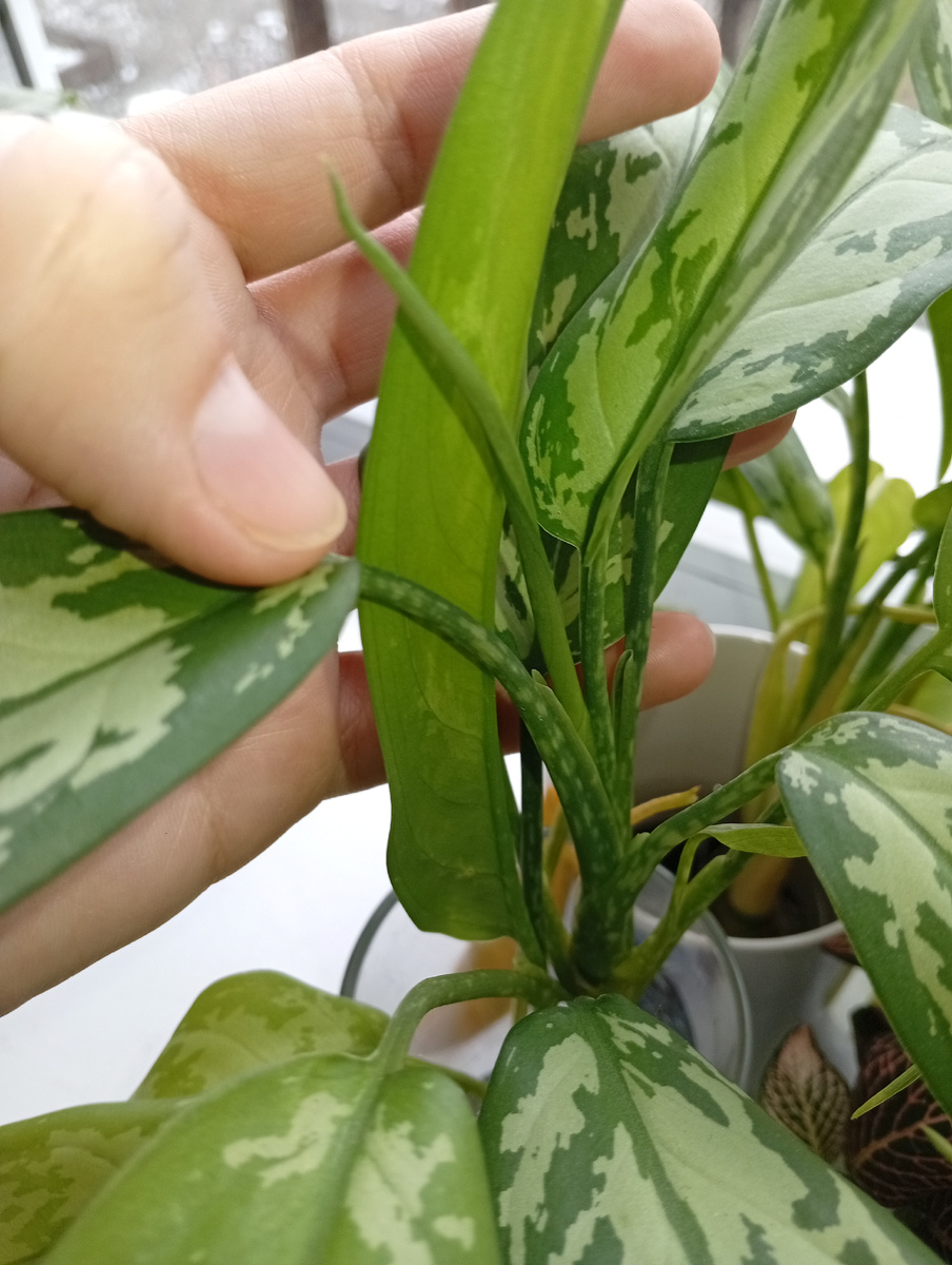 Но и стали выпускать новые листья.