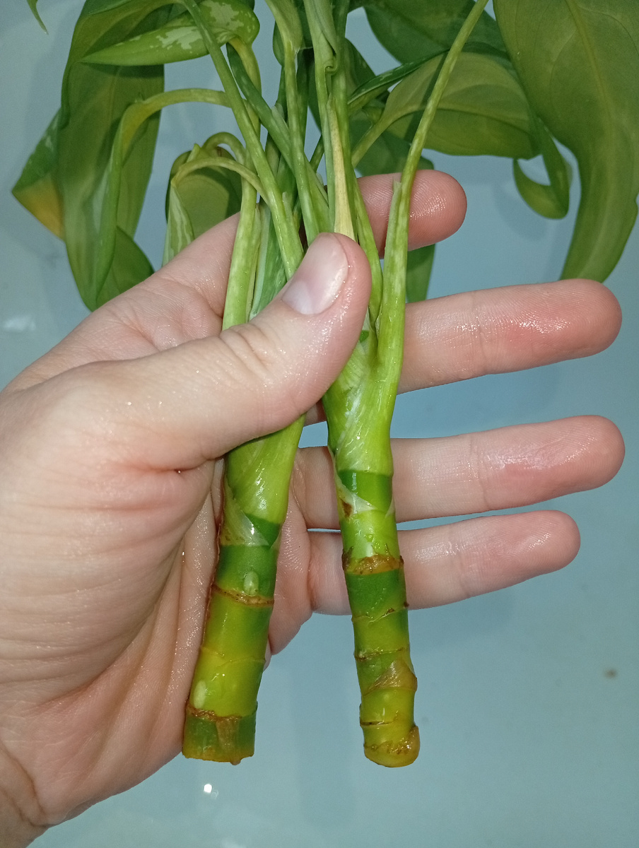 А еще через несколько  дней  после  начала эксперимента  я хорошо промыла раскисшие остатки листьев со ствола, чтобы не разводить лишние бактерии в воде.