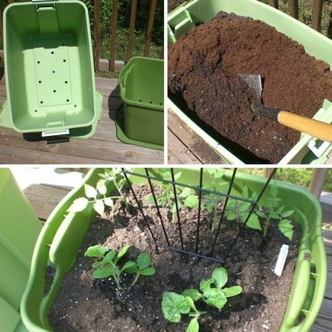 Рассада в контейнерах