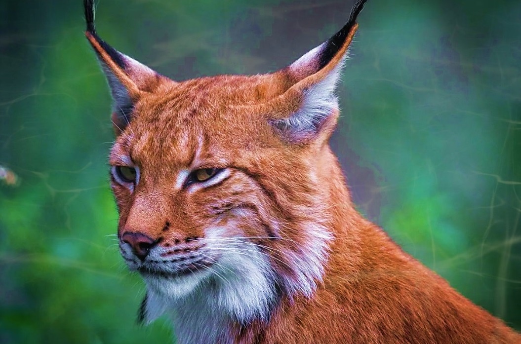 Что нужно взять с собой в лес и как остаться победителем после встречи с Рысью. (Кофейные мысли) 