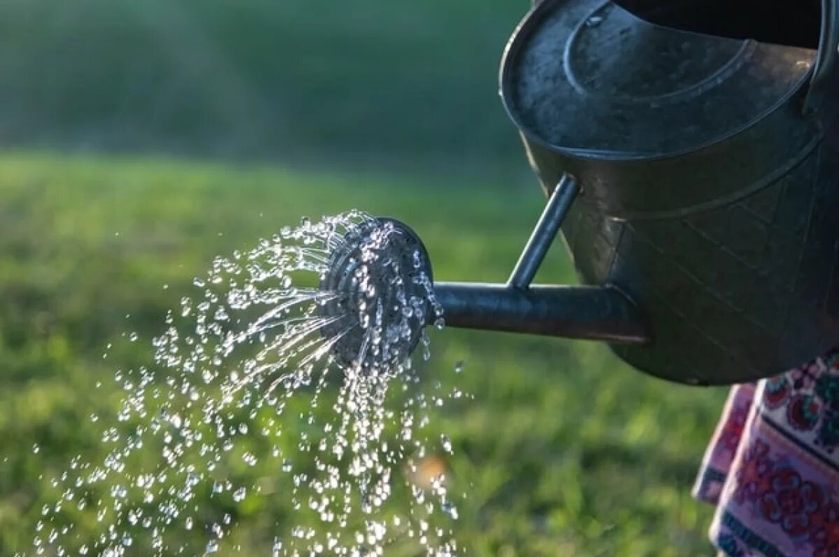    Юные агрономы Ноябрьска выращивают съедобные цветы