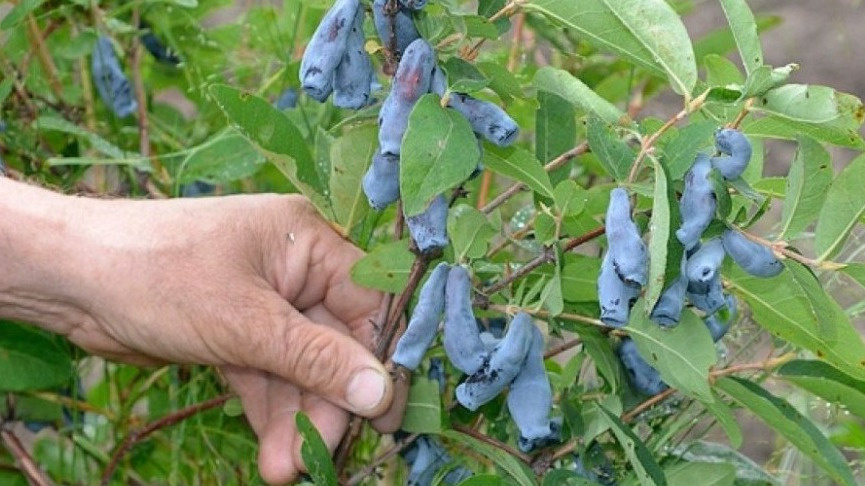 Собираю 20 литров съедобной жимолости с 5 кустов. Бакчарский метод увеличил урожай в 2.5 раза