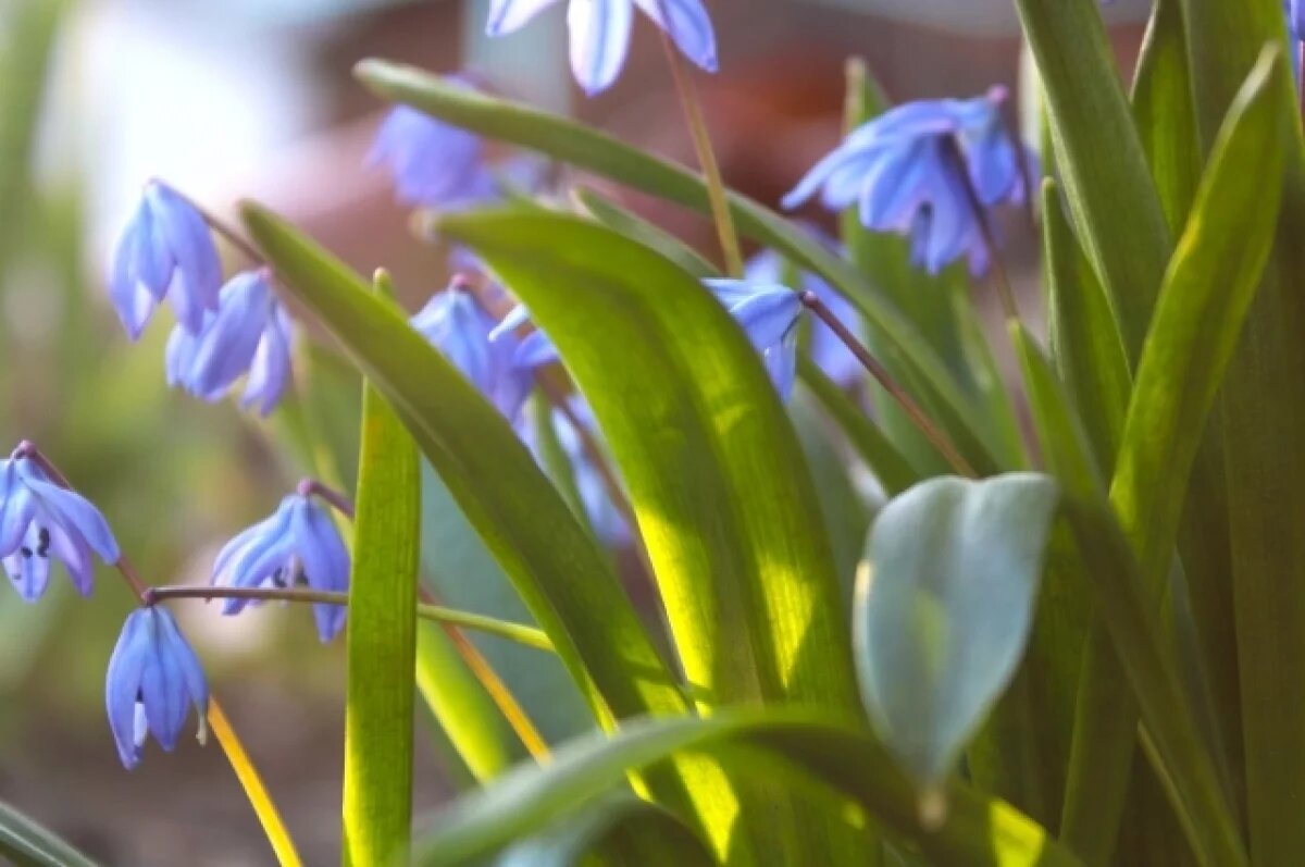    До +17 градусов прогреется воздух в Псковской области 31 марта