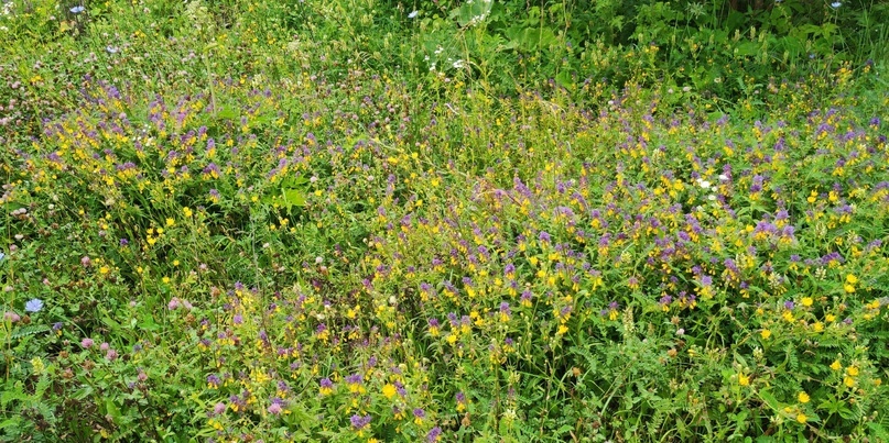 В зной запах от полевых цветов увеличивается в разы и дурманит своим приторным ароматом
