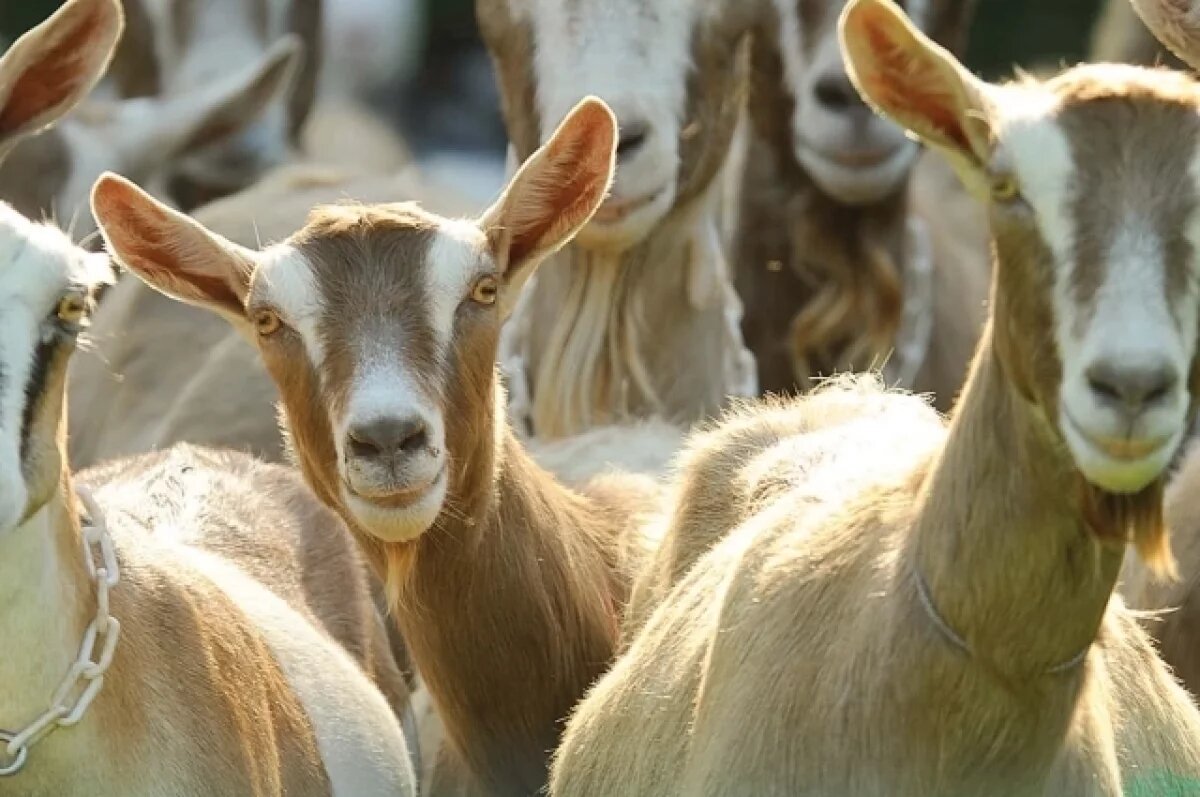    В Калужской области готовятся к учёту рогатого скота по новым правилам