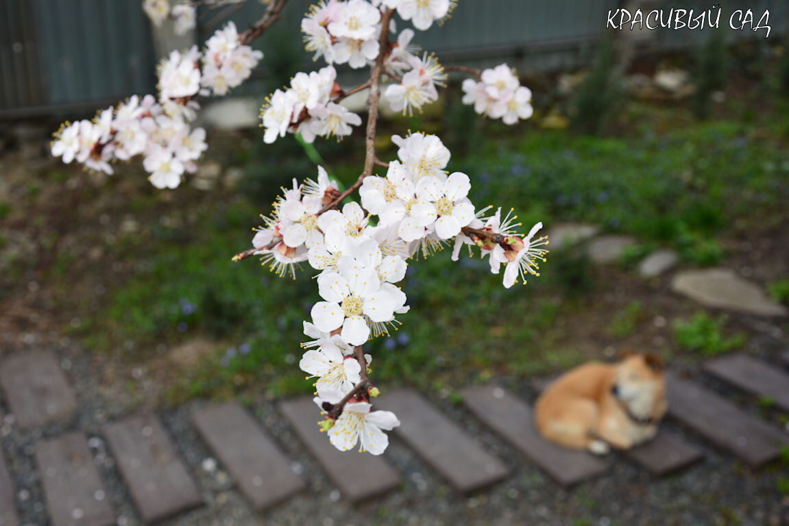 Цветение абрикоса