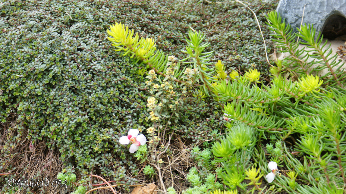 Слева направо: тимьян ранний альбифлорус, тимьян лимоннопахнущий, седум