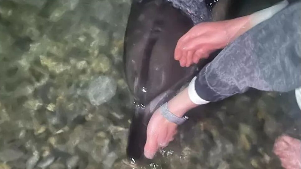 Фото: Telegram-канал Delfacenter