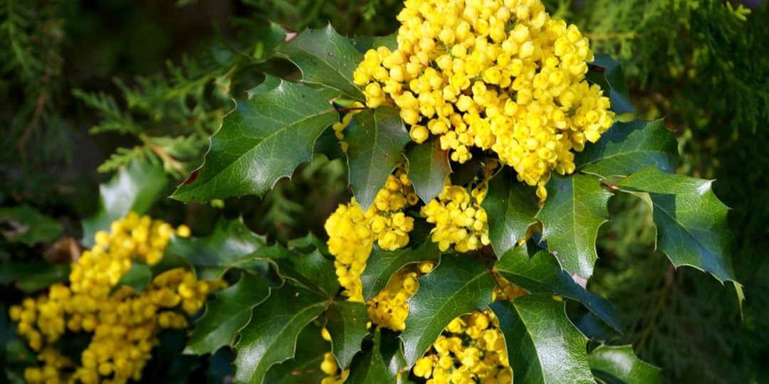 Неприхотливые и тенелюбивые растения, которых высаживают в садах элитных коттеджей