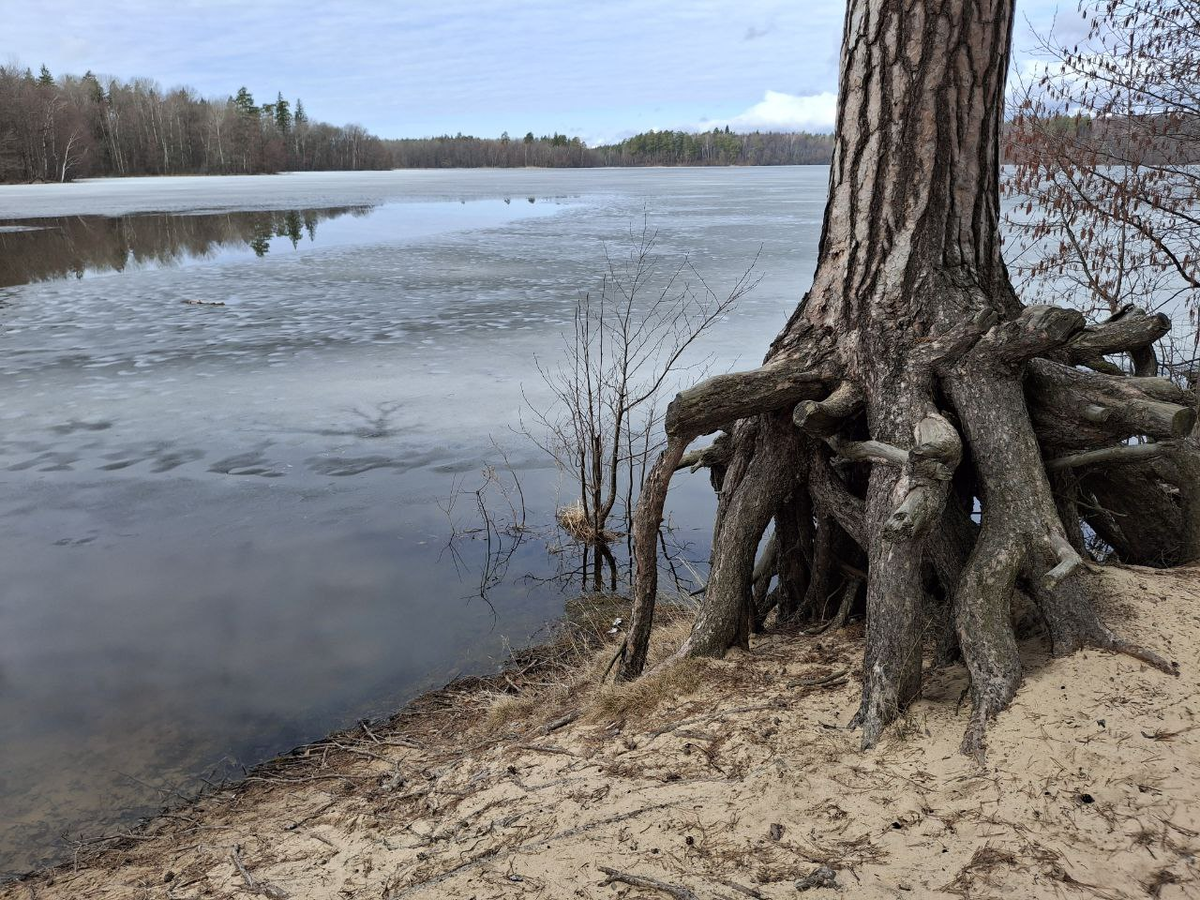 Пустынский участок национального парка "Нижегородское поволжье" им. В.А. Лебедева. Фото: Андрей Георгиев