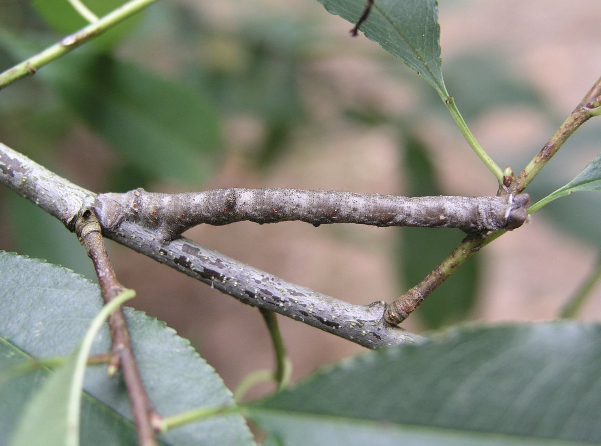 Фото: Evanherk / Wikimediа Commons
