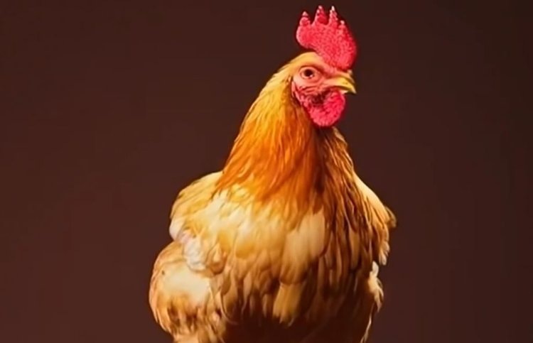    Интенсивное птицеводство ведет к появлению особо опасных штаммов болезни Марека у кур