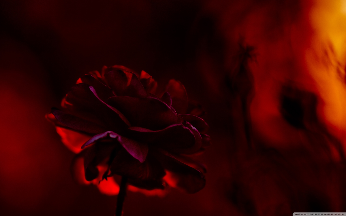 Картинка найдена на просторах интернета, ссылка: https://yandex.ru/images/search?from=tabbar&img_url=https%3A%2F%2Fwallpaperswide.com%2Fdownload%2Fbeautiful_red_rose_2-wallpaper-2560x1600.jpg&lr=103814&pos=16&rpt=simage&text=%D1%82%D0%B5%D0%BC%D0%BD%D1%8B%D0%B5%20%D1%86%D0%B2%D0%B5%D1%82%D1%8B%20%D0%BA%D1%80%D0%B0%D1%81%D0%BD%D1%8B%D0%B5%20%D0%B8%20%D0%BE%D1%80%D0%B0%D0%BD%D0%B6%D0%B5%D0%B2%D1%8B%D0%B5%20%D0%BA%D1%80%D1%83%D0%BF%D0%BD%D1%8B%D0%BC%20%D0%BF%D0%BB%D0%B0%D0%BD%D0%BE%D0%B2%20%D1%84%D0%BE%D1%82%D0%BE