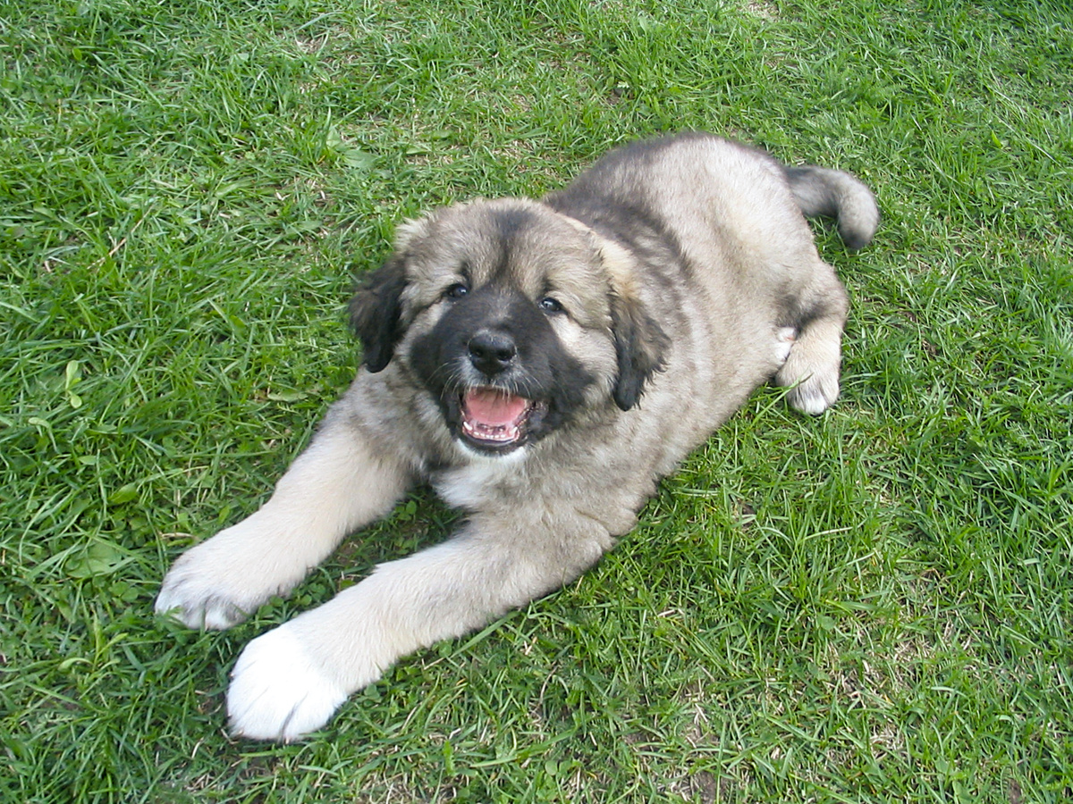 Проверять на прочность лидерские качества он начнёт позже — в пубертате. В этом возрасте пёс должен попробовать застолбить собственное лидерство, и здесь начинается игра «кто кого переупрямит!». Фотография: mkomorowski, CC BY-SA 2.0