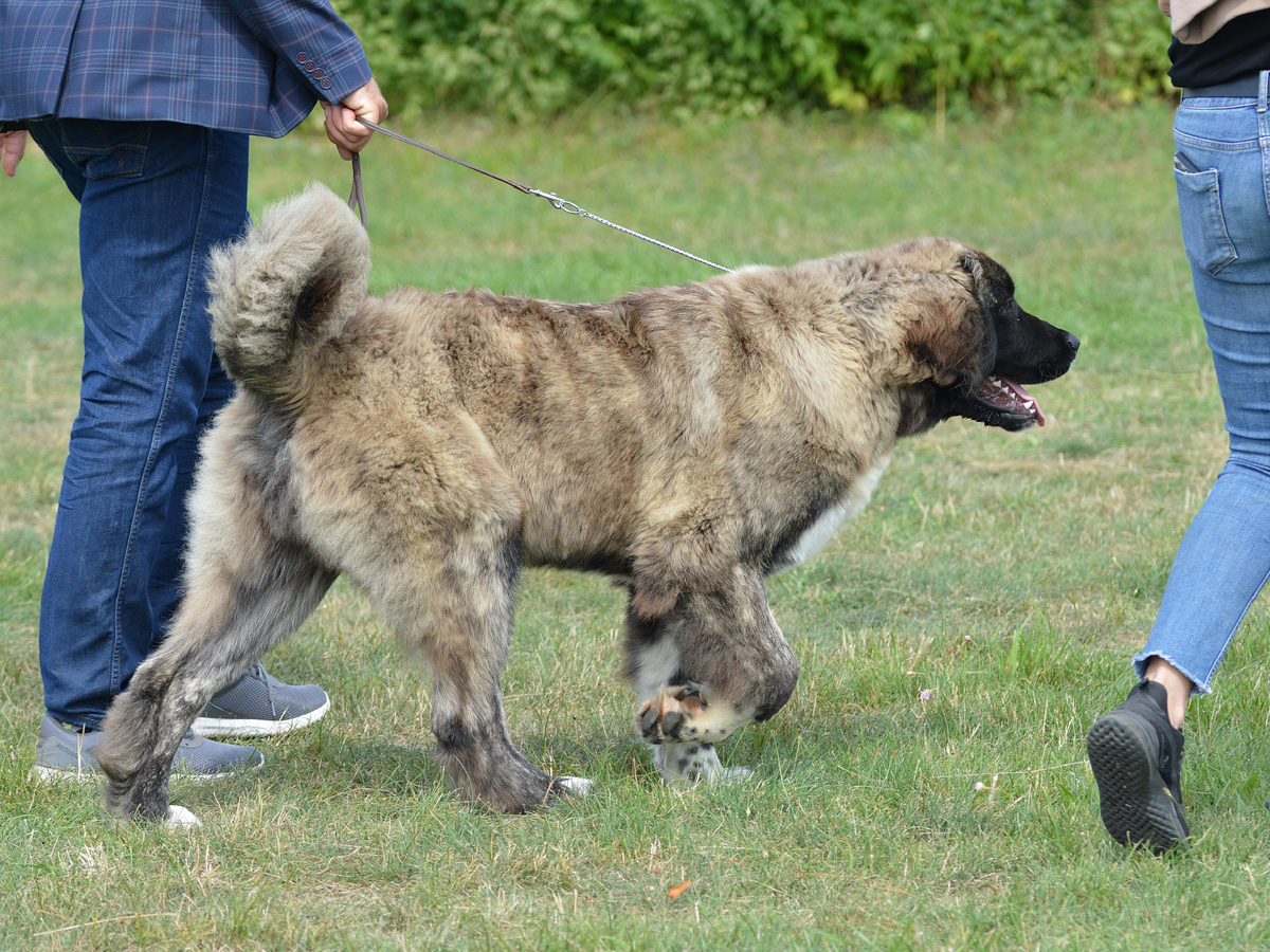 Породная особенность — хватать неприятеля, чтобы обездвижить, а затем ожидать старшего по разуму. Фотография: Wojciech Pędzich, CC BY-SA 4