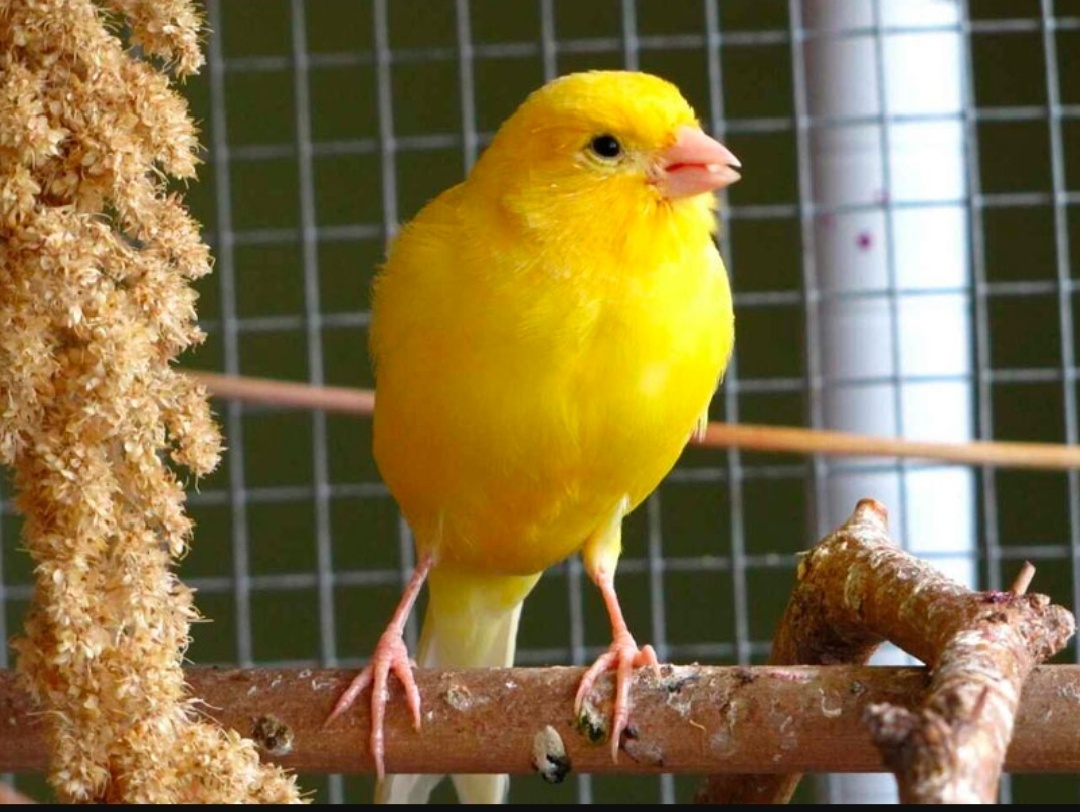 Как смерть одной маленькой птички повлияла судьбу Нины.