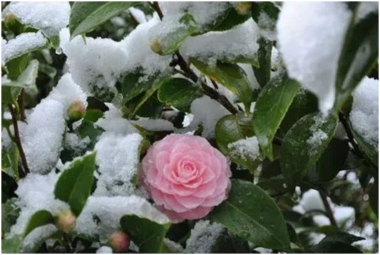 Юки цубаки. Снежная камелия. г.Камо. Япония.