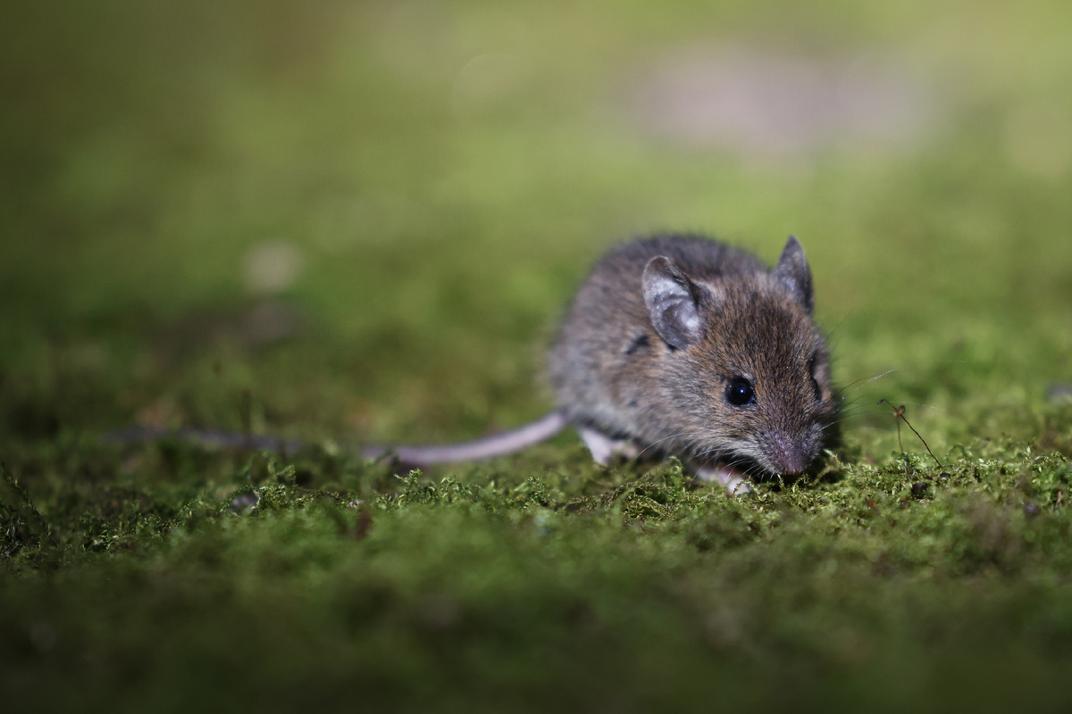 Когда у дачников завершается сезон, у мышей и крыс он только начинается © Getty Images / picture alliance 
