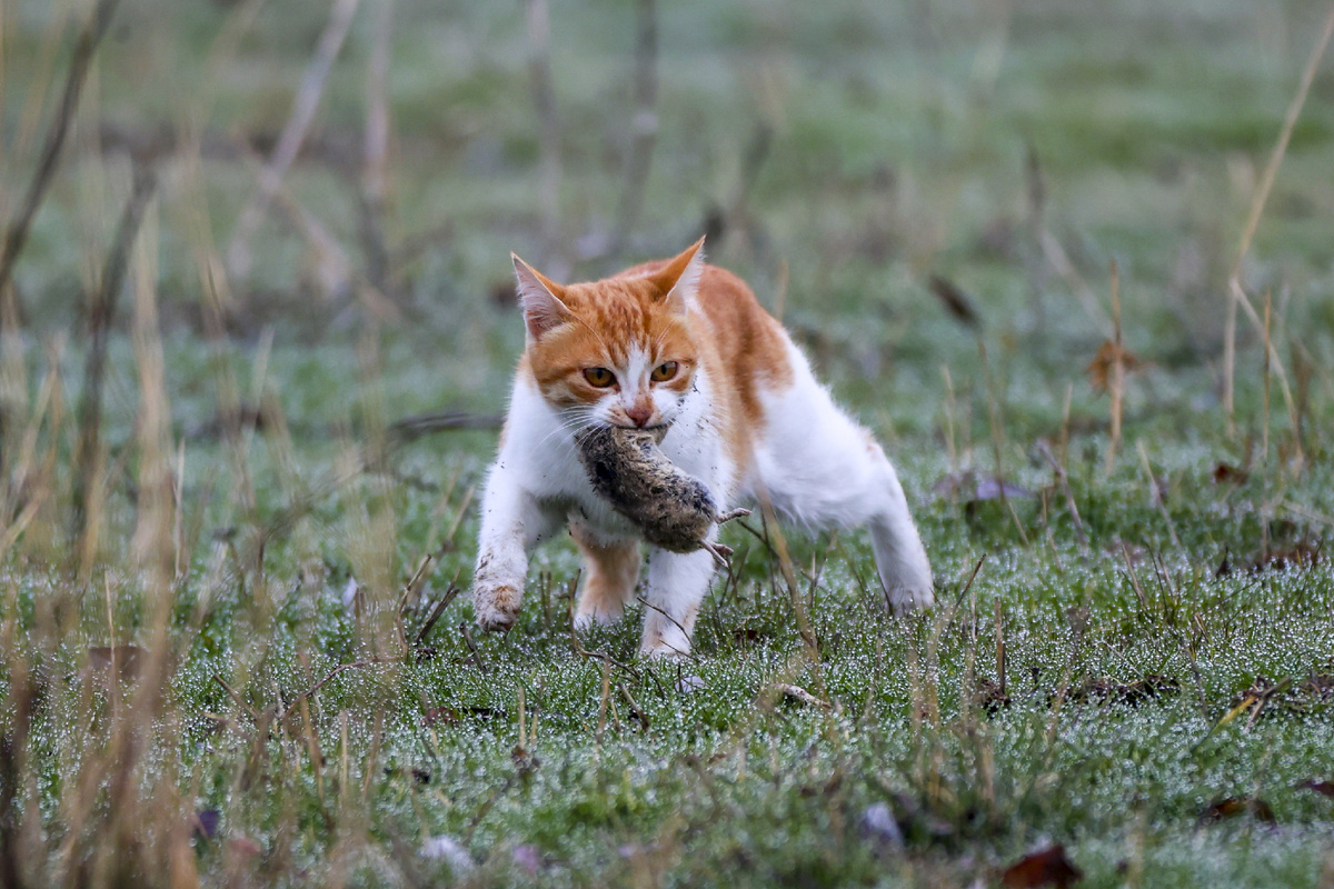 Если мыши на даче еще не стали массовым явлением, с ними отлично справляются коты © Getty Images / Anadolu 