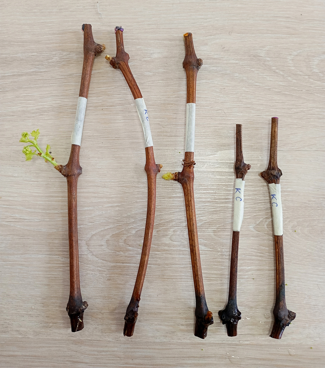 Краса Севера