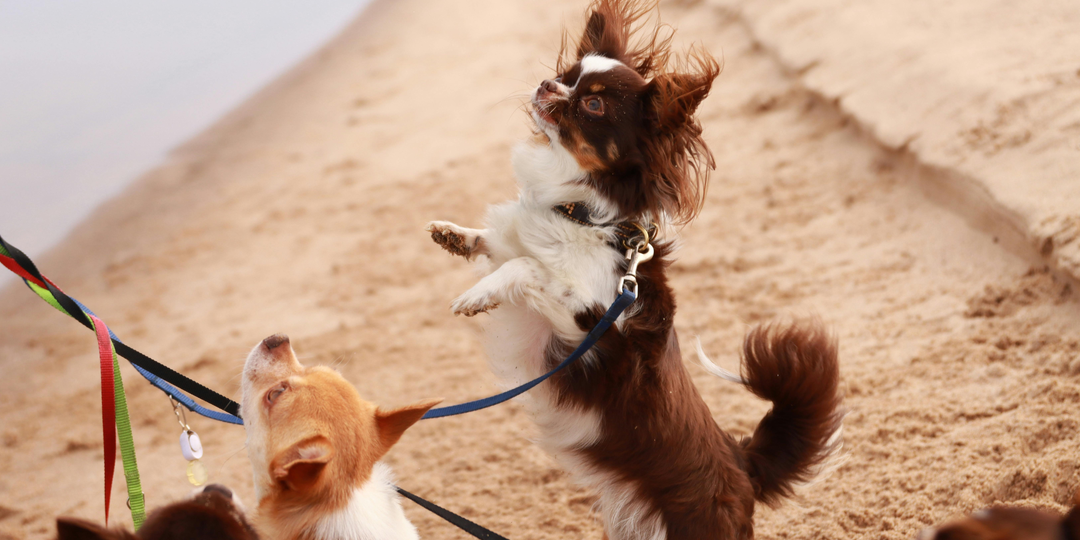Маленькие собаки – питомцы с большой буквы