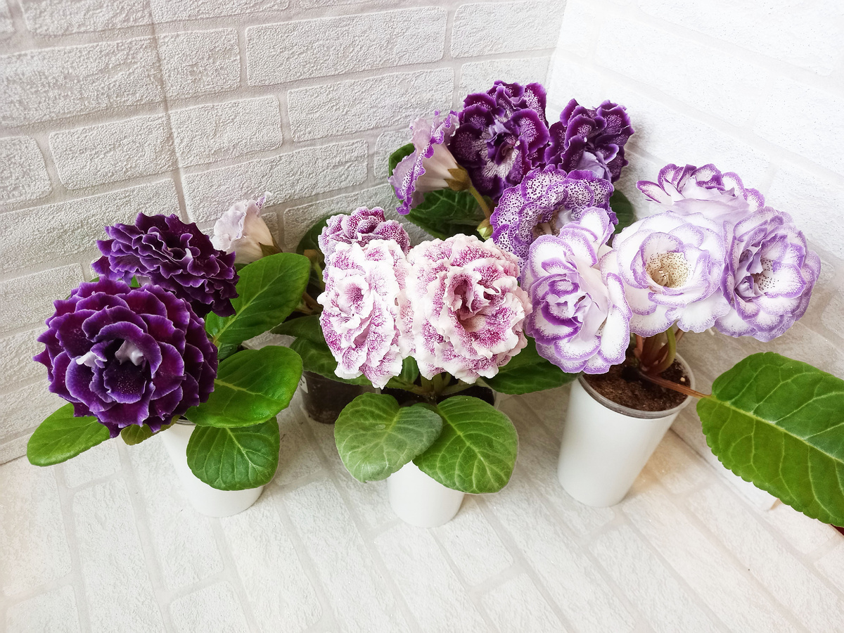 Глоксинии — это больше, чем просто комнатные цветы. Делюсь частью своей коллекции: сорта, которые цветут пышно, легко растут и украшают подоконник, как живые букеты. 