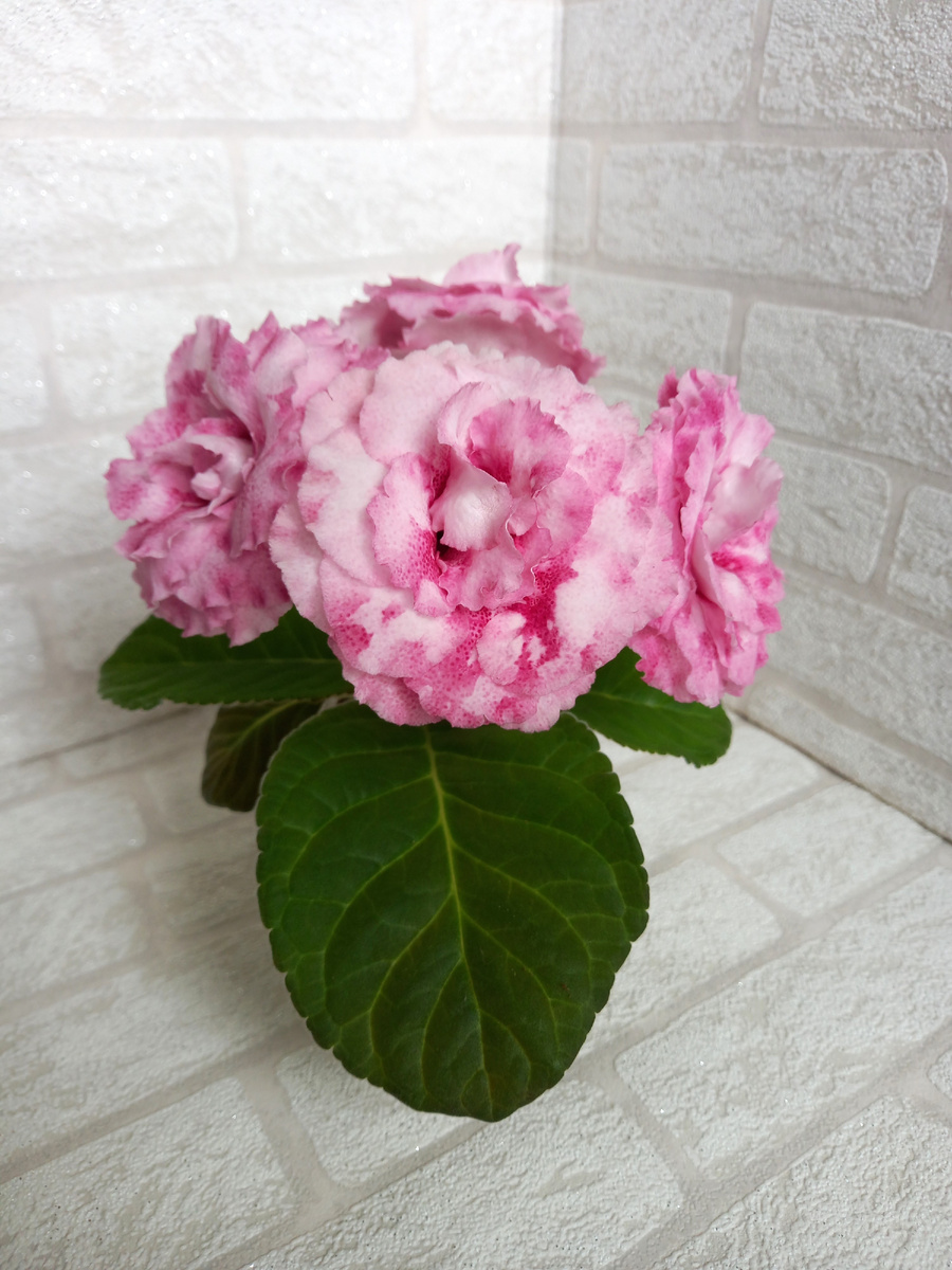 глоксиния этого сорта отлично подходит для новичков