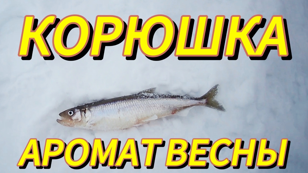 Корюшка - аромат весны. Тайна нереста и 10 секретов балтийского чуда.