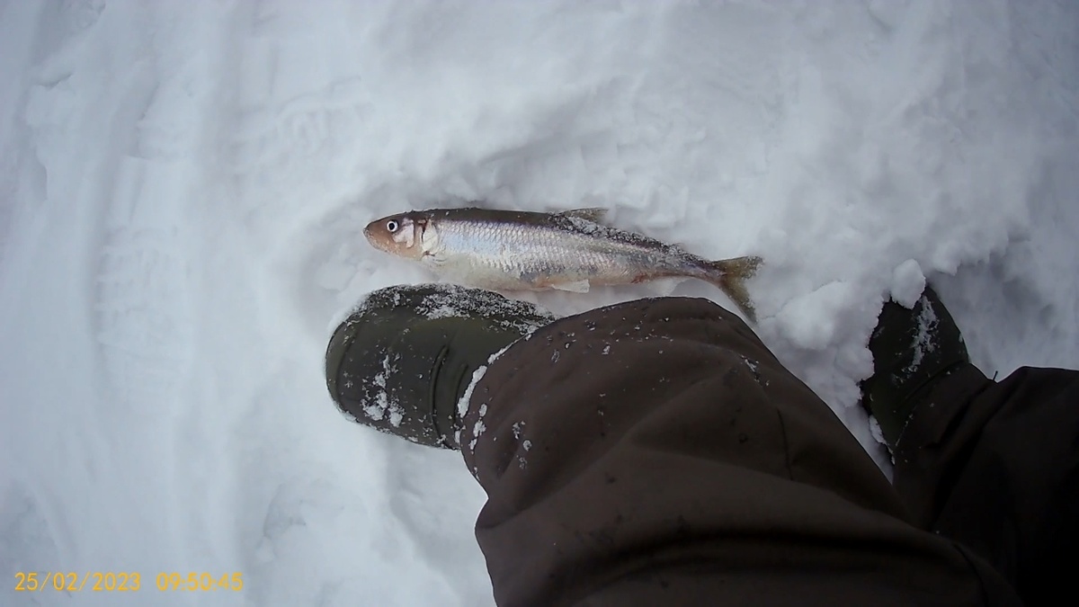 Крупная корюшка - мамка