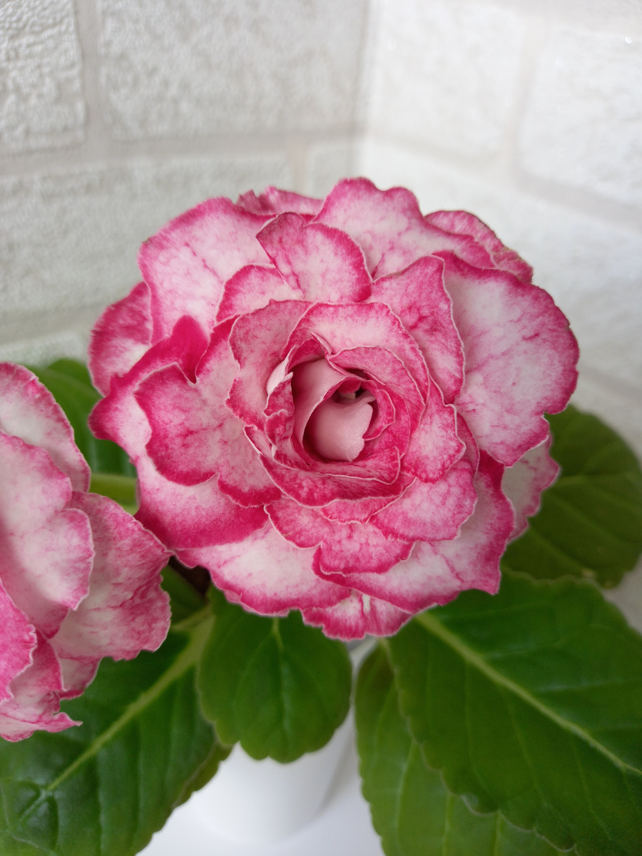 Если вы ищете комнатный цветок, который удивит яркими красками, компактностью и изящным цветением, то вам точно стоит познакомиться с глоксинией. Это не просто «ещё одна фиалка» — это настоящее произведение искусства в горшке.