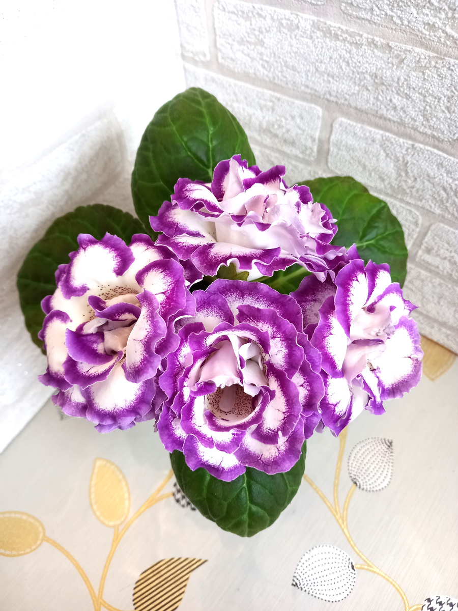 Сорт ЕН На гребне волны