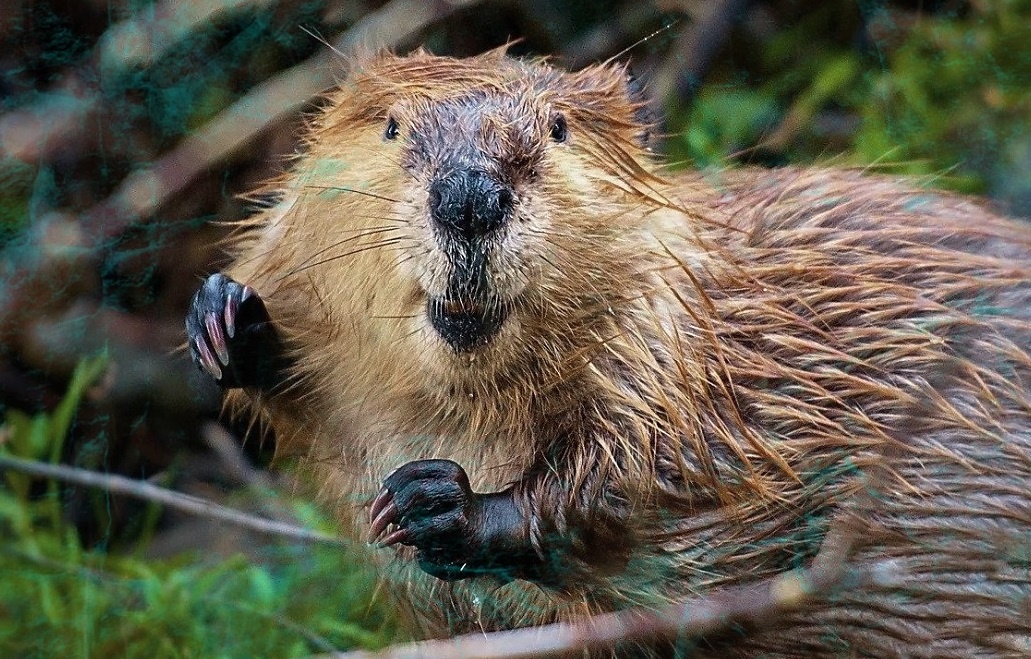 Что нужно делать при встрече с бобром. Как себя вести если увидели бобра. (кофейные мысли)
