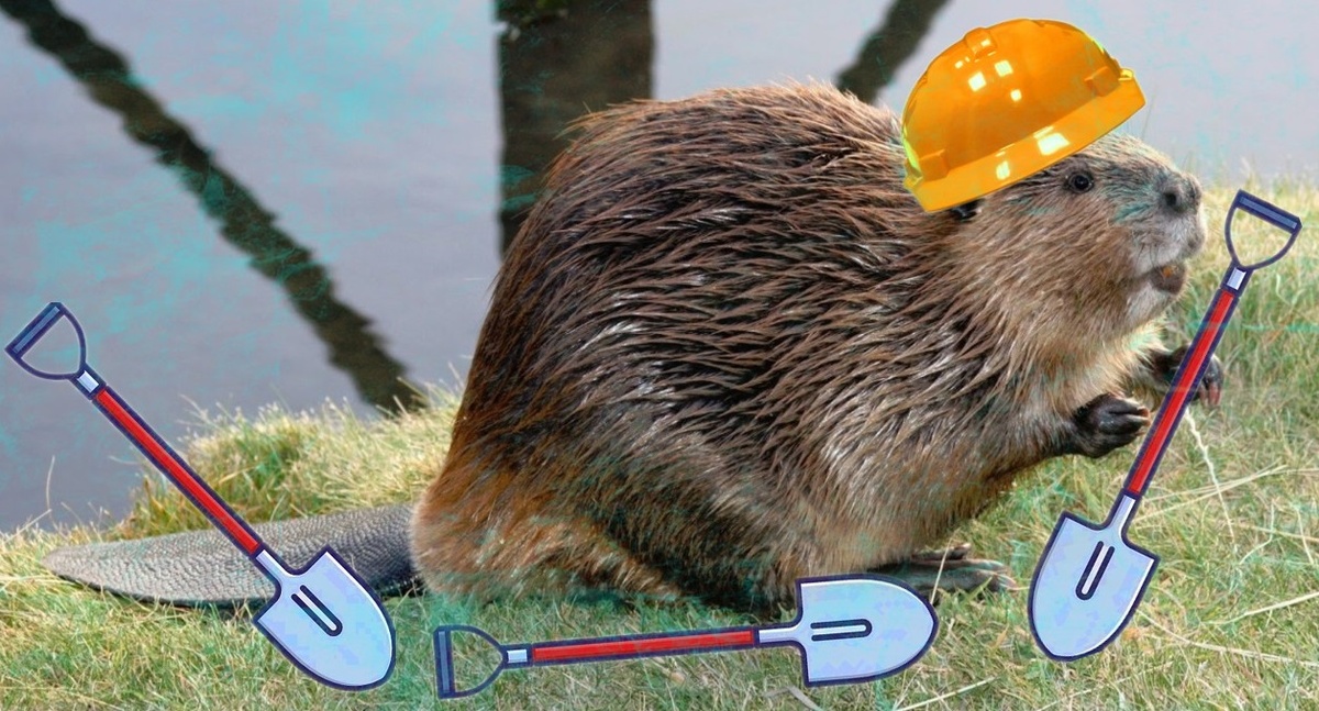 Что нужно делать при встрече с бобром. Как себя вести если увидели бобра. (кофейные мысли)