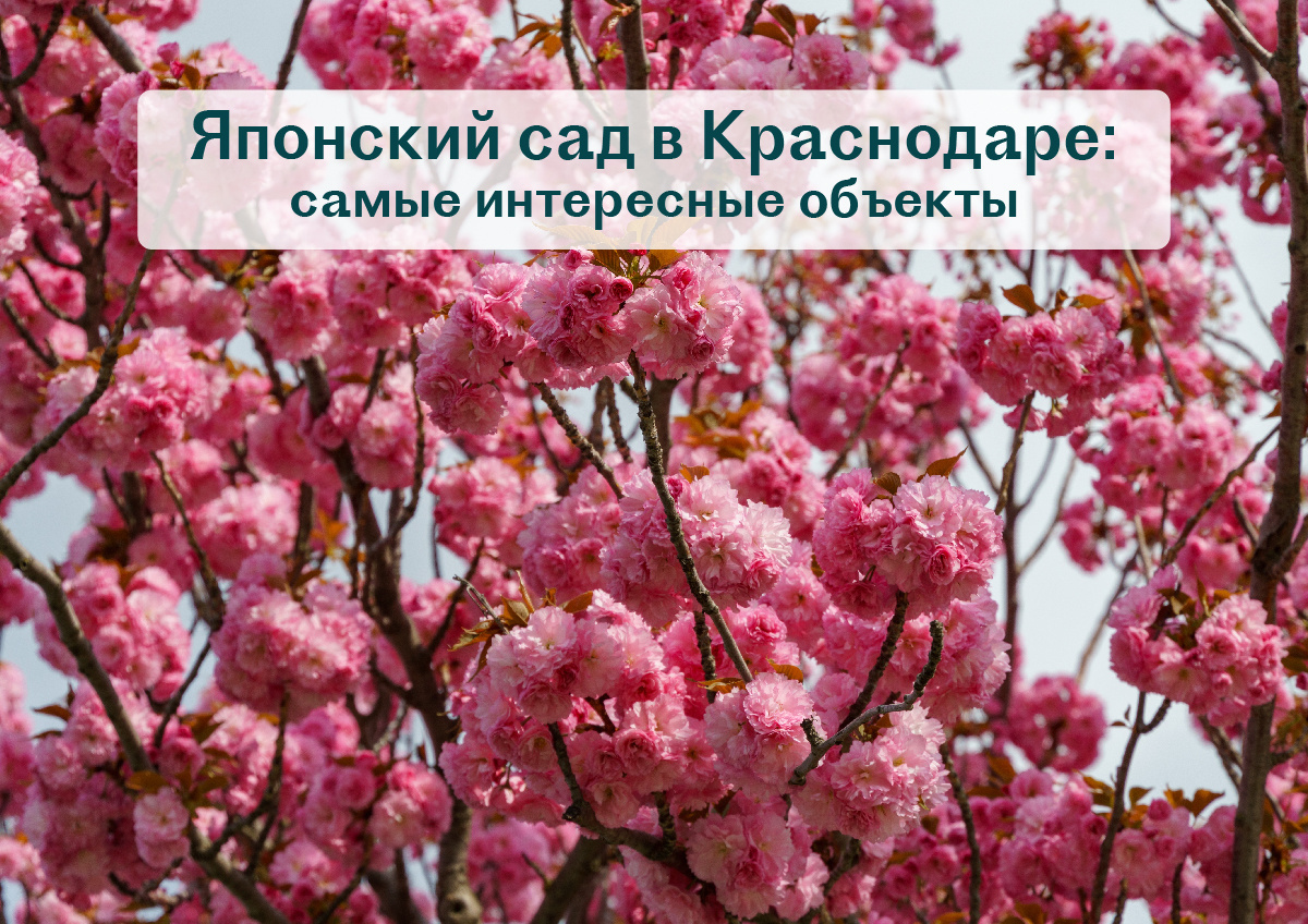 Японский сад в Краснодаре: самые интересные объекты