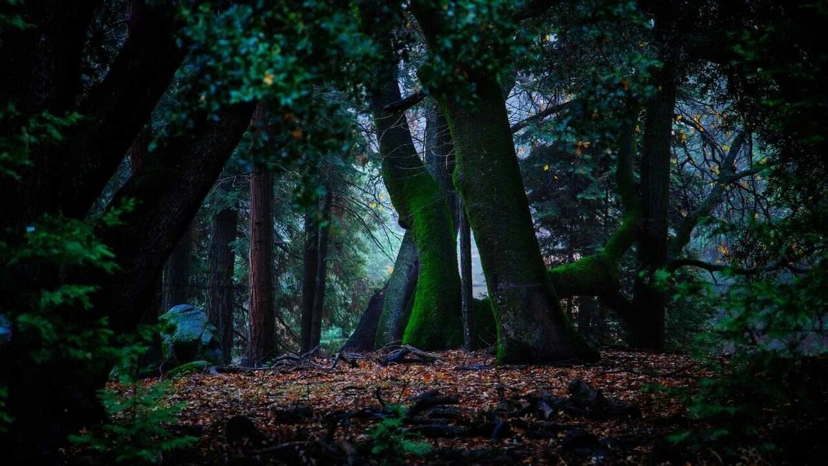 Из открытого доступа