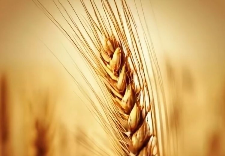    Как формируется урожайность озимого ячменя и роль фунгицидов