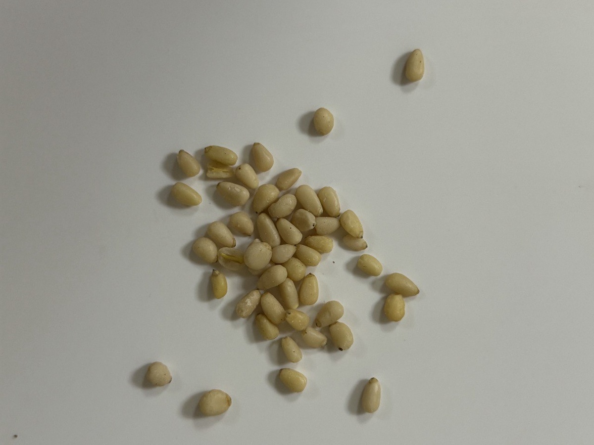 Свежие и вкусные сибирские кедровые орехи