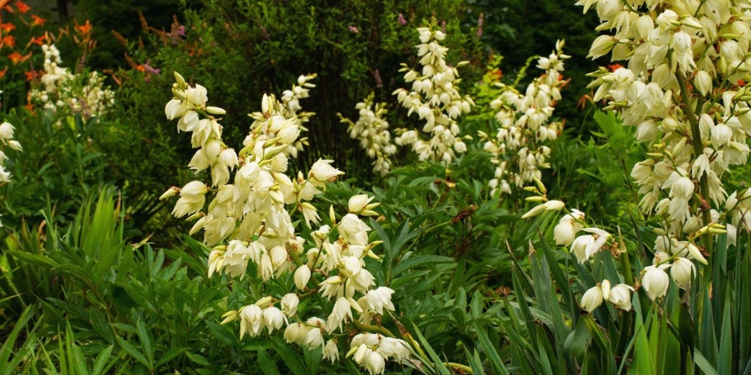 Садовая Юкка будет цвести все лето. Все, что вам нужно сделать, это полить его натуральным удобрением