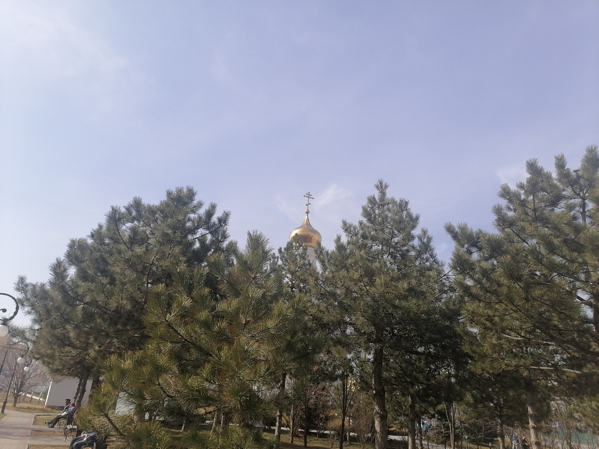 Фото автора. Любимая Анапа. Сосны у Крещенского парка, весна 2025
